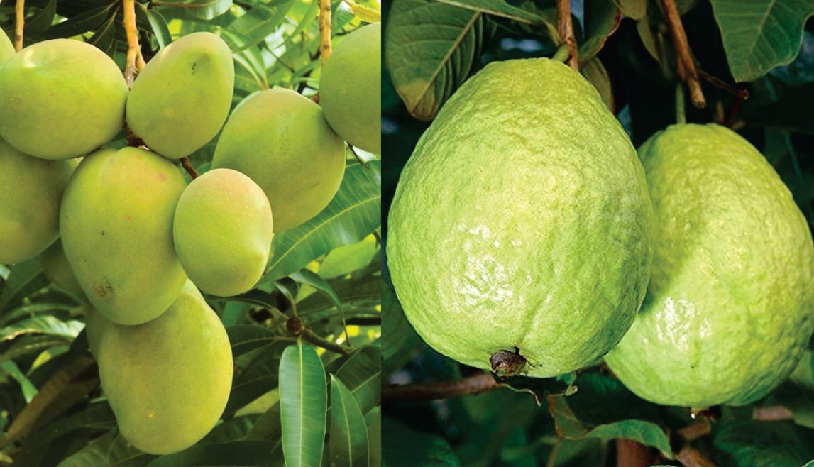 Fruit Bearing Tress - Mango / Guava